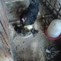 مرغ جاپنیز بهمراه جوجه ۵تا و نژاد دیگر