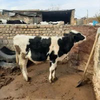 گوساله نر|حیوانات مزرعه|پائین جام, |دیوار