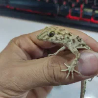 فوق‌العاده جذاب دیدنی