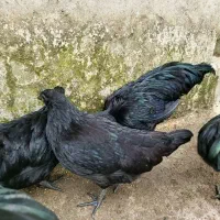 خروس ایام سمانی|حیوانات مزرعه|رشت, یخسازی|دیوار