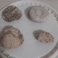 سنگ.ف‌س‌ی‌ل...نیازمند کارشناسی