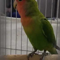 طوطی برزیلی صورت هلویی جفت مولد قناری سهره|پرنده|کرمانشاه, |دیوار