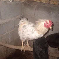 خروس جوان مرغ گیر