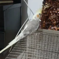 دوکت آهویی|پرنده|رشت, لاکان شهر|دیوار