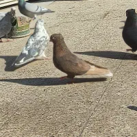 سرخ آبادانی