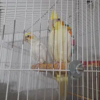 عروس|پرنده|سبزوار, امیر کبیر|دیوار