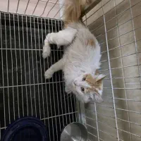 واگذاری رایگان گربه