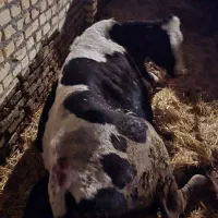 گوساله لاغر یا چاق