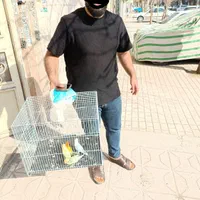 کوتوله تولیدعروس گرینچیک طوطی قناری رسمی کفتر|پرنده|مشهد, احمدآباد|دیوار