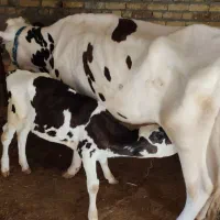 گاو و گوساله