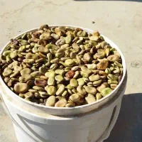 بذر باقله، باقلا