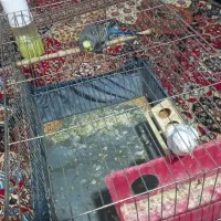 مرغ عشق|پرنده|شاهرود, |دیوار