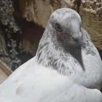 نر کله برنجی و ماده سبز نشون دار پرسی