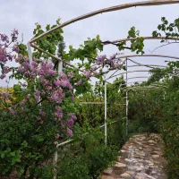 اجاره ویلا پلاک دوم 170متری باغ بهادران|اجارهٔ خانه و ویلا|باغ بهادران, |دیوار