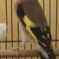 چند عدد سهره نر