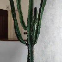 گل کاکتوس افوربیا اینگنس