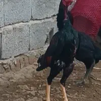 شامو واگذاری