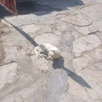 سگ پا کوتاه