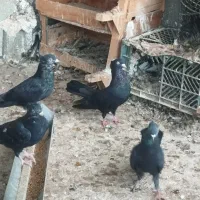 کبوتر سیاه ماده بوشهری پرشور در حد