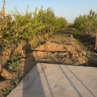 باغ بادام|فروش زمین و ملک کلنگی|زرندیه, |دیوار