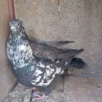 کبوتر فروشی