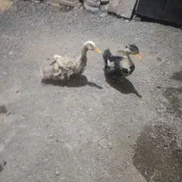 دو عدد اردک سالم