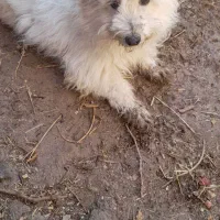 یک سگ فروشی