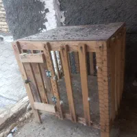 پرنده