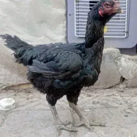 مرغ لاری افغان