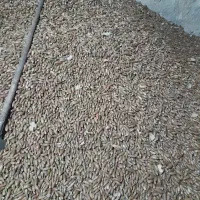 بلوط خوراکی