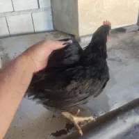 مرغ و خروس زنده جهت قربانی