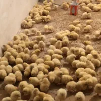 جوجه گوشتی نژاد راس ۳۰۸