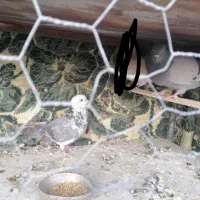 کبوتر شهرضا|پرنده|شهرضا, |دیوار