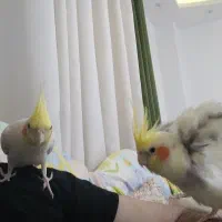 عروس هلندی سخنگو