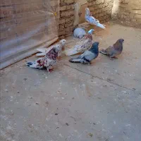 5عددسرور یک سبزجم دونه ای1000000تومان|پرنده|میانه, |دیوار