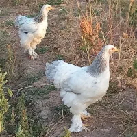 مرغ و خروس زینتی برهما|حیوانات مزرعه|قزوین, |دیوار