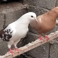 باسلام تعداد کبوتر پرشی|پرنده|رودبنه, |دیوار