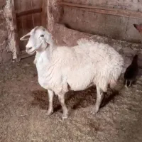 فروش گوسفند