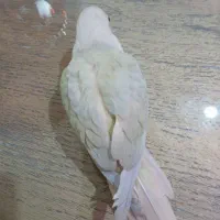 مونچیک