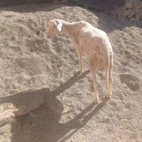 دوعدد بر نر لاکن شرکتی اصل فرانسوی