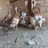 بوقلمون