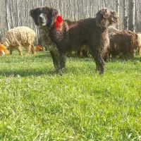 فی ۳۰|سگ|دهق, |دیوار