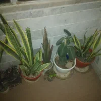 گل های زینتی آپارتمانی