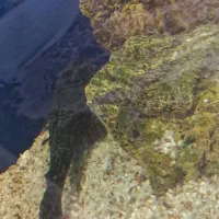 گربه ماهی بزرگ|ماهی|مشهد, عبادی|دیوار