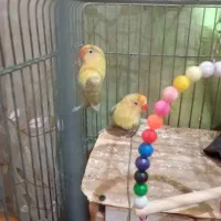 طوطی گرینچیک وبرزیلی|پرنده|آبپخش, |دیوار