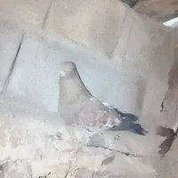 ی  جفت کله ای نسل قدیم