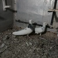 کبوتر طوقی|پرنده|پرند, فاز ۳|دیوار