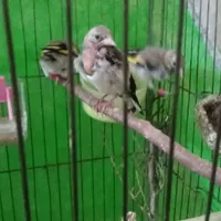 جوجه سهره نر رام دون خور|پرنده|امیدیه, |دیوار