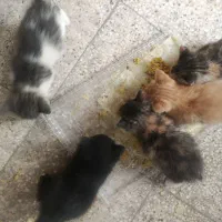 واگذاری بچه گربه