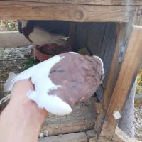 جفت طوقی سرخ|پرنده|اردکان, |دیوار